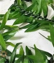 Green Ti Leaf Lei, Single