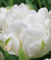 White Double Tulips