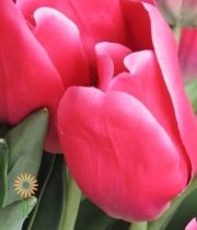 Hot Pink Greenhouse Tulips