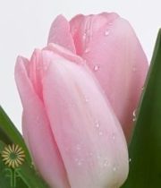 Light Pink Greenhouse Tulips