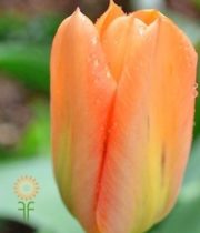Orange Greenhouse Tulips