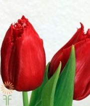 Red Greenhouse Tulips