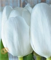 White Greenhouse Tulips