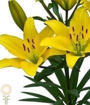 Yellow Asiatic Lily