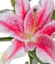 Hot Pink Starfighter Oriental Lily