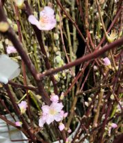 Pink Flowering Almond Branches