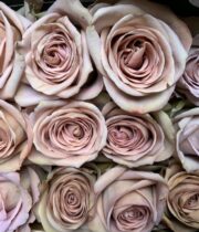 Lavender Amnesia Roses