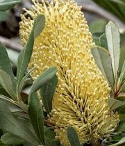 Yellow Banksia Protea