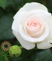Blush Bridal Akito Roses