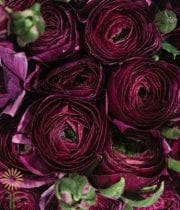 Burgundy Elegance Ranunculus