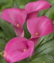 Hot Pink Mini Callas