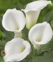 White Mini Callas
