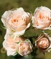 Cream Jana Spray Roses