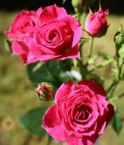 Pink Lovely Lydia Spray Roses