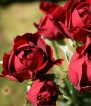 Burgundy Tomango Spray Roses