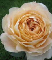 Beige Caramel Antike Garden Roses
