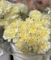 Cream Carnations