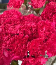 Hot Pink Carnations