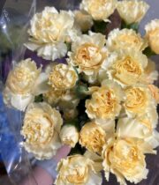 Cream Mini Carnations