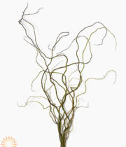 Curly Willow Branches, Medium