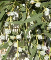 Silver Bell Eucalyptus
