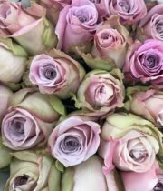 Lavender/Mauve Faith Roses