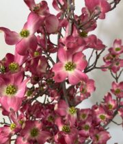 Pink Flowering Dogwood Branches