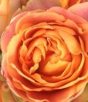 Peach Helios Garden Roses
