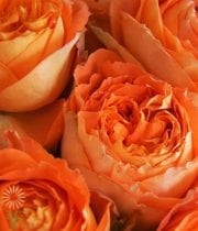Orange Romantica Garden Roses