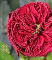 Dark Red Grand Jubilee Garden Rose