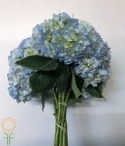 Light Blue Hydrangeas (10 Stems)