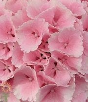 Light Pink Hydrangeas