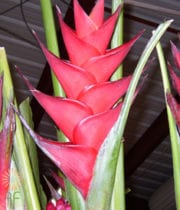 Red Upright Deluxe Heliconia