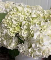 White Hydrangeas (10 Stems)