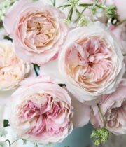 Blush Keira Garden Roses