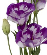 White And Purple Lisianthus