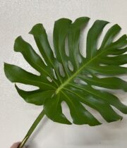 Monstera Leaves-large