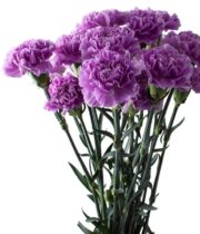 Lavender Moonaqua Carnations