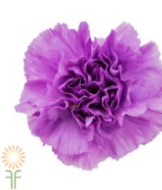 Light Purple Moonlite Carnations