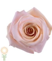 Blush Mother Of Pearl Roses