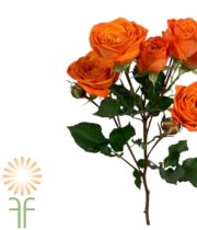 Orange Babe Spray Roses