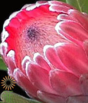 Pink Ice Protea