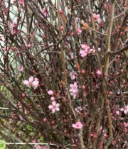Hot Pink Flowering Prunus Branches