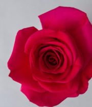Dark Pink Queen Berry Roses