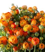 Orange Elegance Ranunculus