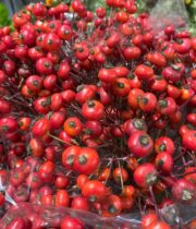 Red Branched Rose Hips
