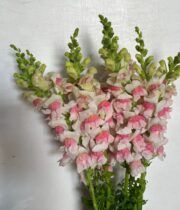 White And Pink Snapdragons