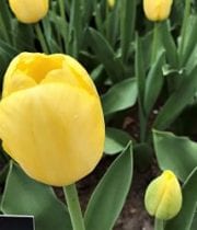 Yellow Greenhouse Tulips