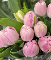 Light Pink Double Tulips