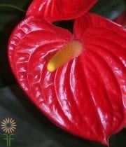Red Anthurium, Large